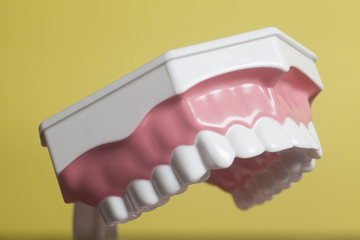 Dental human teeth model