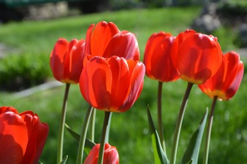 Obraz premium Red tulips on the background of the garden in the spring.