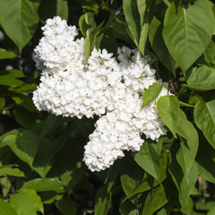 White lilac flowers with green leaves.