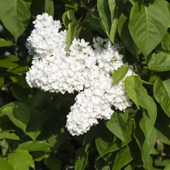 Photo sur Plexiglas Lilas Fleurs lilas blanches aux feuilles vertes.