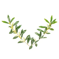 Crédence de cuisine en verre imprimé Olivier Green leaves Floral flat lay Olive tree branches white background