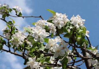 apple tree in blossom at spring