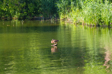 Lone duck in a recreation pond. Animals