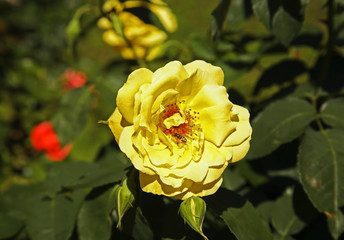 Flowerbed in Krakow. Poland