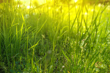 Spring or summer background, Sunny day with flowers and grass.