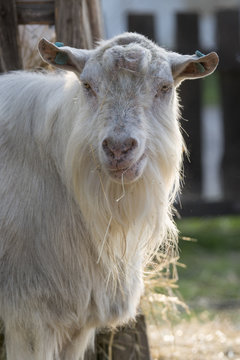 View of a white goat with a beard without horns.