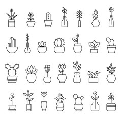 collection of home flowers