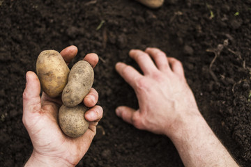 Two hands close-up, in one hand potato tubers, the other lies on the ground