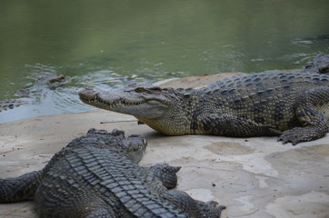 reptile