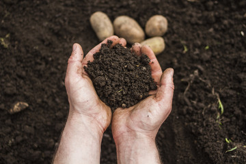 Harvesting. The farmer digs out the potatoes.