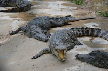 crocodiles