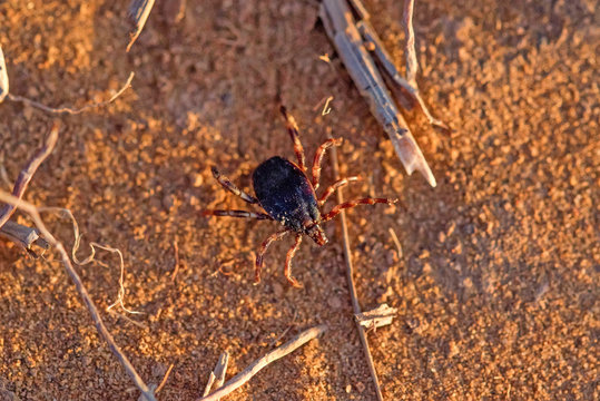 Hyalomma tick from Ixodidae family close