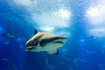 Obraz premium big tiger shark in slow approaching way