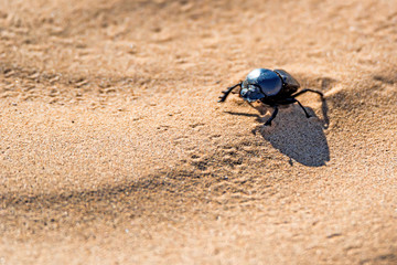 Single Scarabaeus sacer of Sacred Scarab on ground
