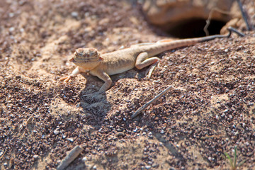 Spotted toad-headed Agama on sand close