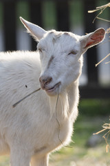 Fototapeta premium Goat white without horn-eating horns.