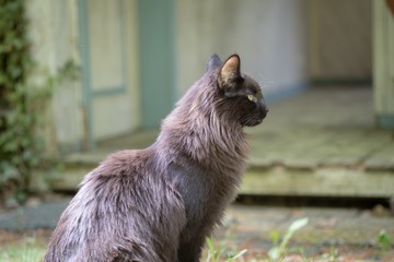 Norwegische Waldkatze