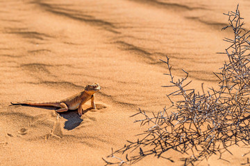 Spotted toad-headed Agama on sand close