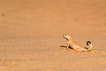 Fototapeta premium Spotted toad-headed Agama on sand close