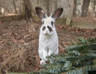 Rabbit Standing