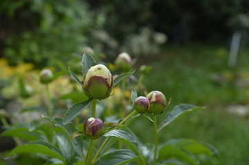 Fototapeta premium Fourmis sur bourgeons de roses