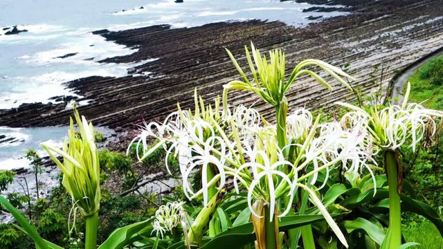 自然と風景　日南海岸に咲きほこるハマユウと波状岩