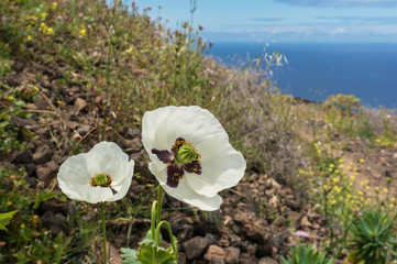 White poppies on a hill with ocean in background