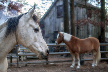Two Horses in Corral