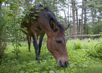 Mule Grazing