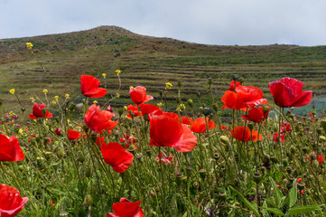 Poppies field and hilly background