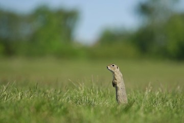 Small european brown ground squirrel (Spermophilus citellus) standing on guard, watching out, green grass and blue sky in background