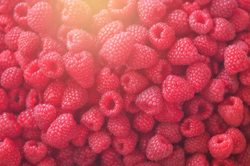 Fresh organic raspberries with mint leaves. Fruit background with copy space. Sunny summer and berries harvest concept. Vegan, vegetarian, raw food.
