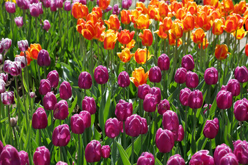 Colorful bright tulips blossom in early spring
