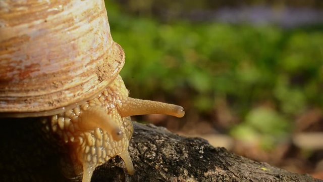 The grape snail (Helix pomatia) crawls along the tree branch and moves the tentacles, releasing them and feeling the space around. Macro close-up
