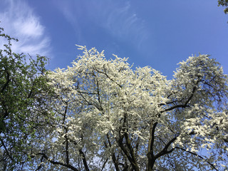 Beautiful apple tree branch with sun. Blooming apple tree in spring time. a blooming apple trees in spring with blue sky background