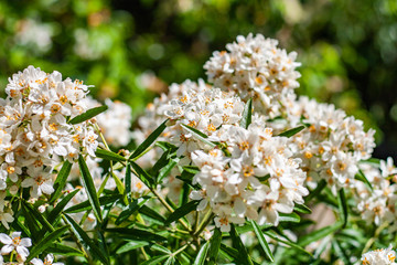 Flowers in the garden