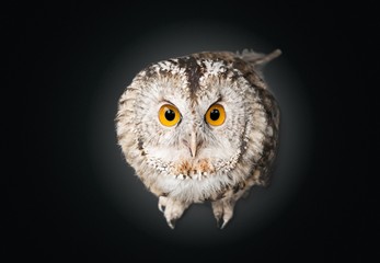 Owl.