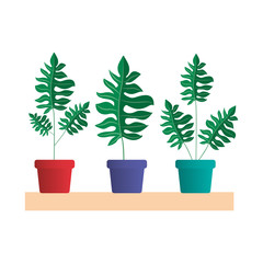shelf with houseplants decoration vector illustration design