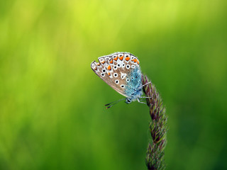 Fototapeta na wymiar Common blue butterfly (Polyommatus Icarus) female