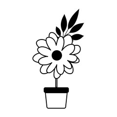 beautiful flower in pot houseplant vector illustration design