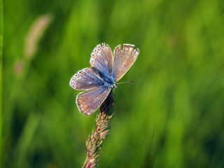 Common blue butterfly (Polyommatus Icarus) female