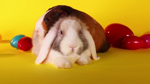 Easter pets rabbit lop bunny cavy guinea pig