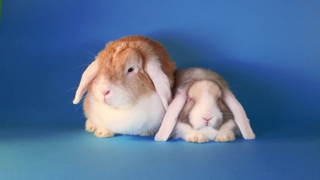 White eared lops rabbits together.