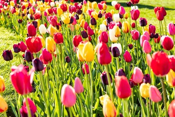 Beautiful spring yellow and red flowers at Boston Common Park