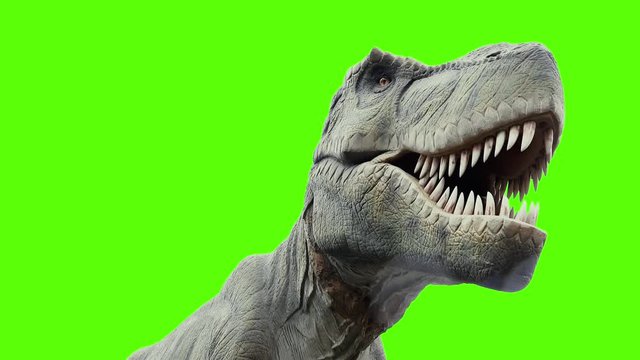 Close-up View of Dinosaur Tyrannosaur T-Rex Explore the Territory. Green Screen Chromakey Background. 4K Ultra HD