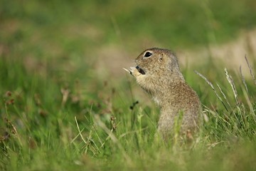Naklejka na ściany i meble Small european brown ground squirrel (Spermophilus citellus) standing in green grass holding something in hands and eating, prairie