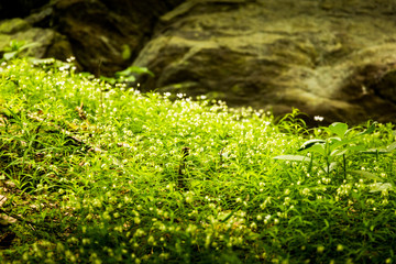 Little white flowers in summer forest.