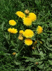 dandelion on meadow at spring