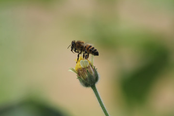 bee pollinating a yellow flower