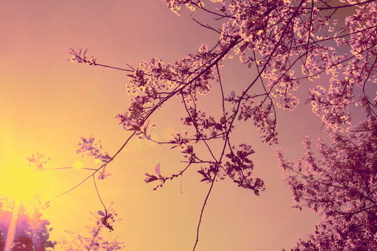 Cherry blossoms and sun rays. Vintage effect. Romantic spring background.
